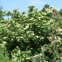 Cornus australis P1B